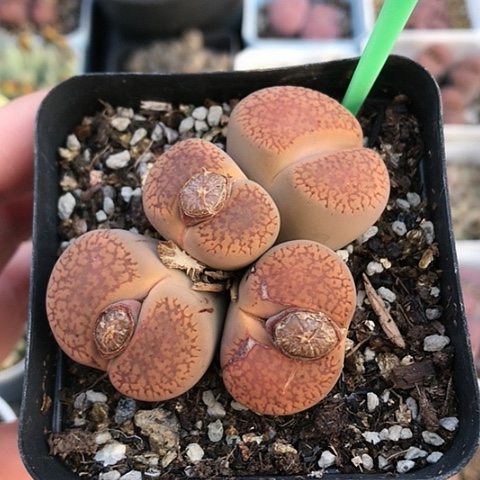 多肉肉锥 橙花赤阳玉群