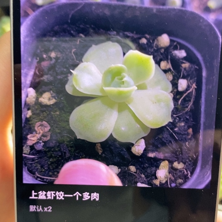 上盆虾饺一个多肉