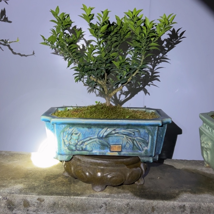 辉*八房柑盆景绿植园艺