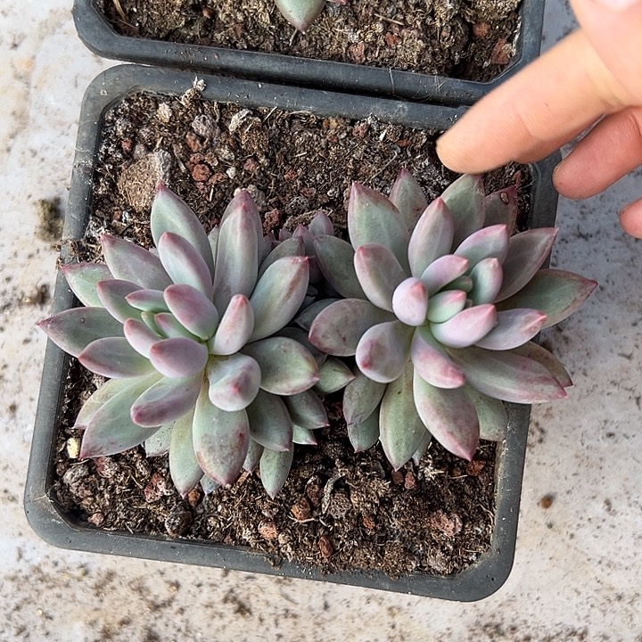 H***K虞美人双头群生多肉