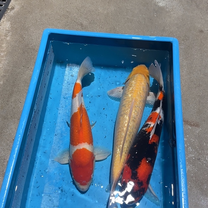 海水鱼赤目芒果三条