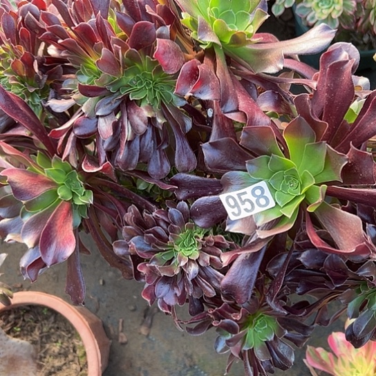 柿***意多肉植物一个欧子958
