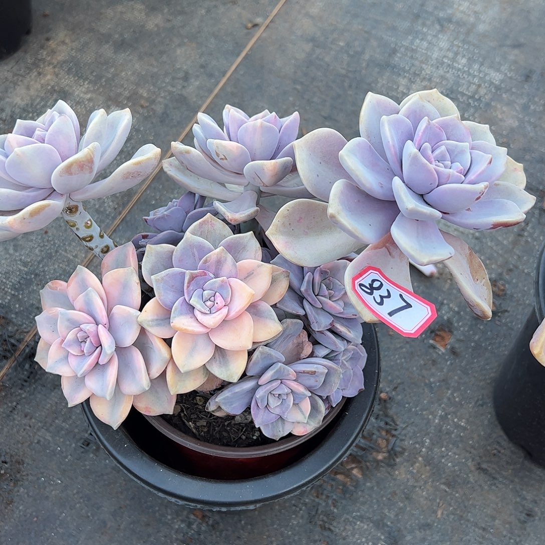 837号紫乐锦一物一拍