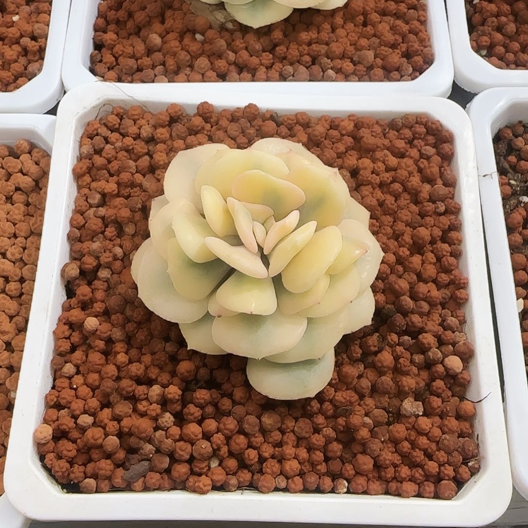 血精灵锦多肉植物锦