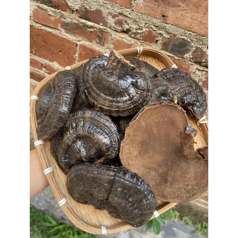 云南黑灵芝整颗林芝干货整朵正品灵芝