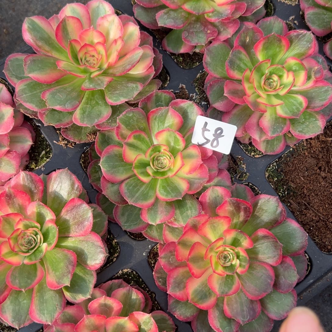 58桃花坞一颗9.9多肉