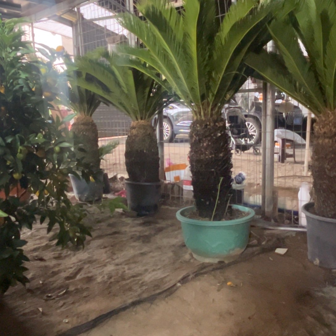 大部分花苞少量开放