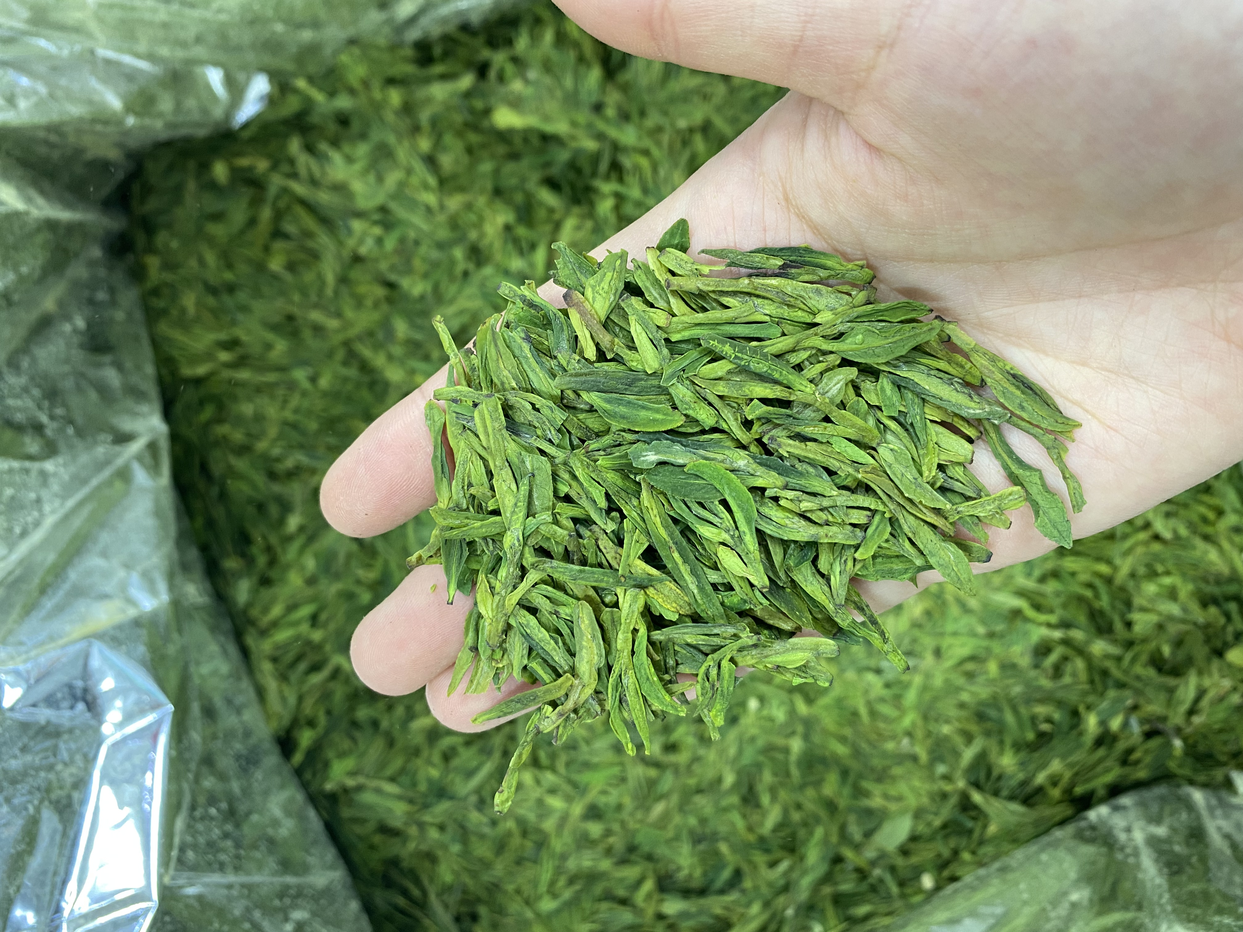 25年明前绿版龙三2-6-8 绿汤板栗香 一芽两叶鲜香醇厚口感超好