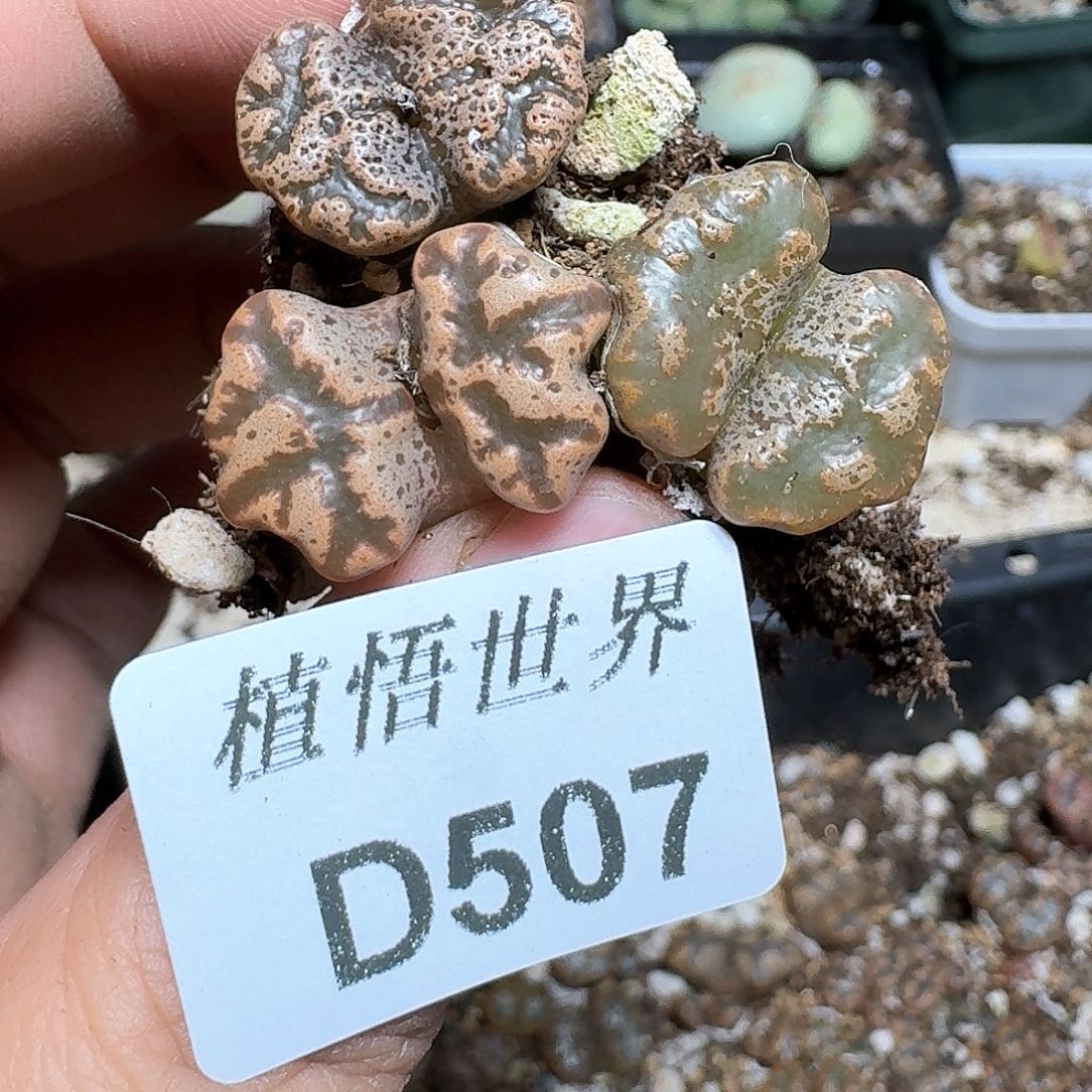 507号多肉植物提取f c
