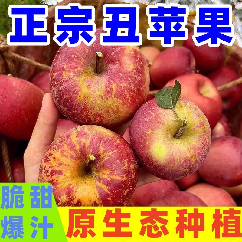 大凉山新款本土果包脆包多汁新款丑苹果四川高山种植园地直摘直发