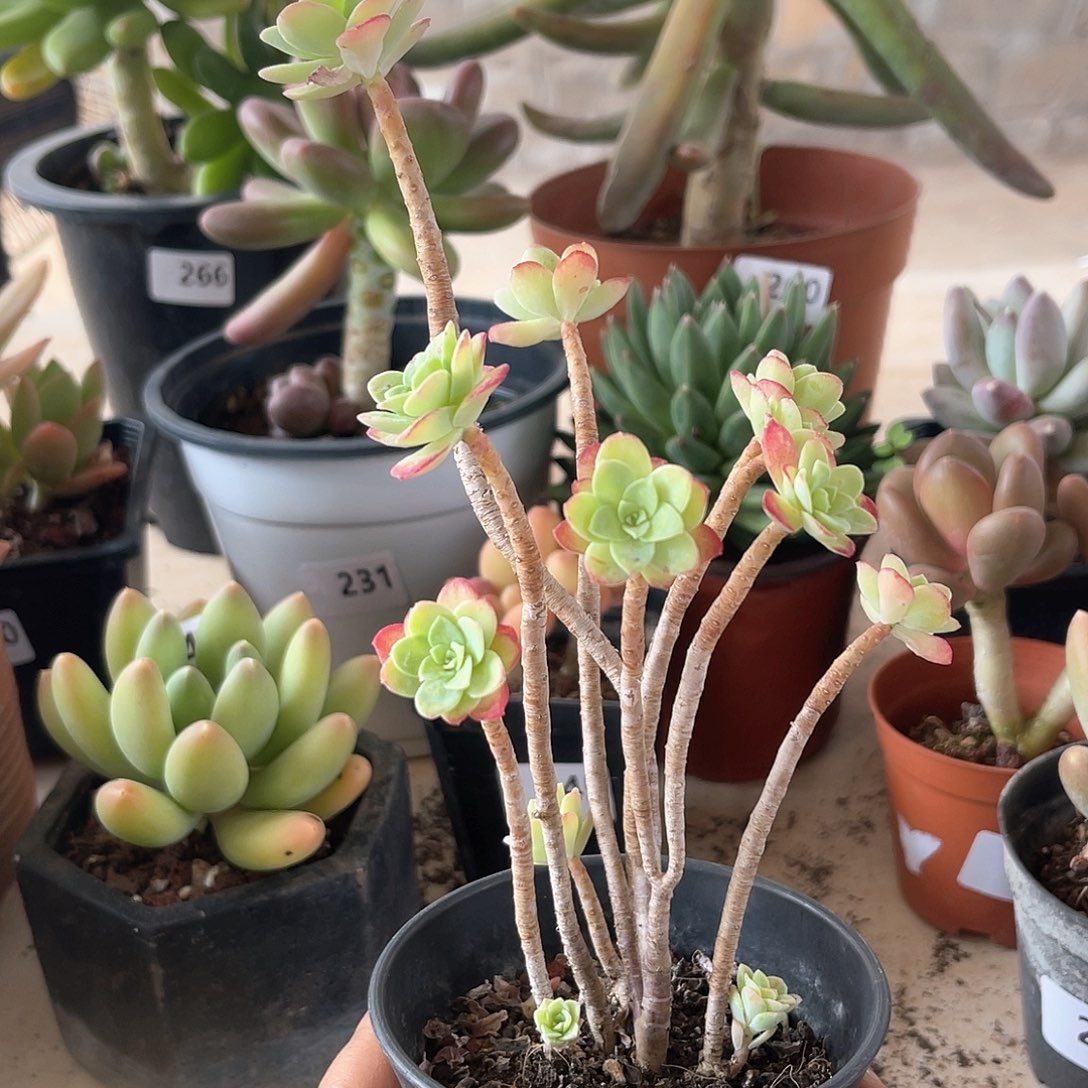 薄化妆。 284。  1111111111