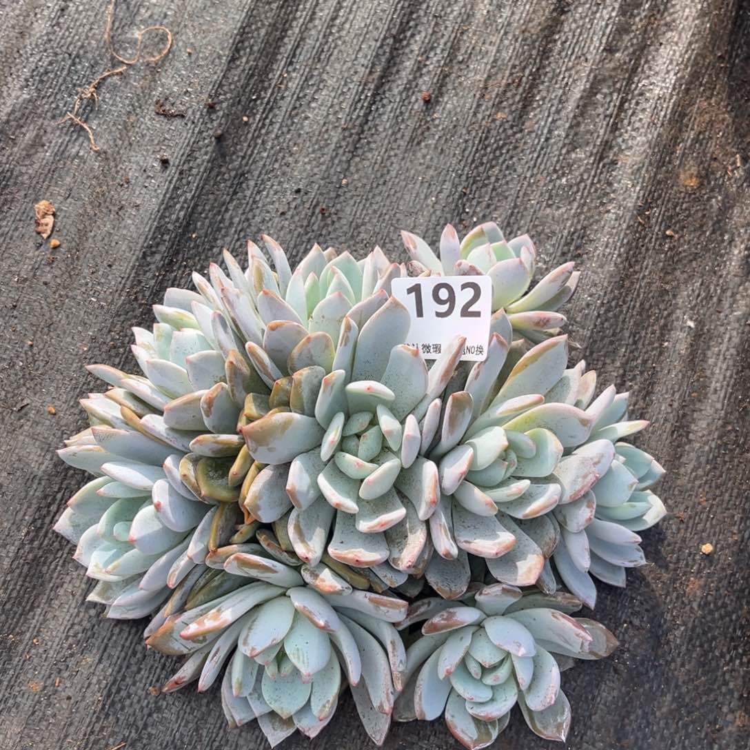 192号新疆西藏内蒙古不包邮的