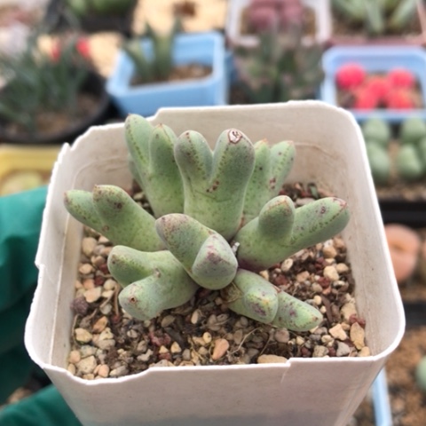 多肉肉锥 985猪蹄