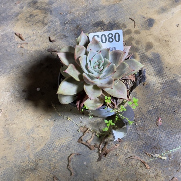 瑞妈，。。。。。。080多肉，