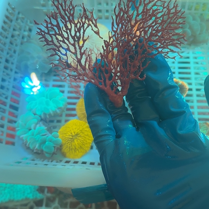 李***斌纽扣珊瑚海树2222H