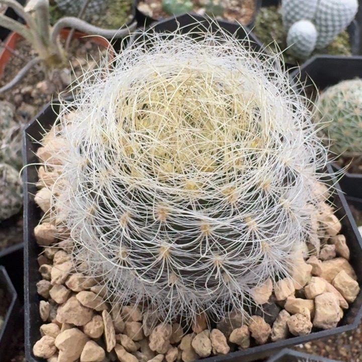 混乱玉实生仙人球 