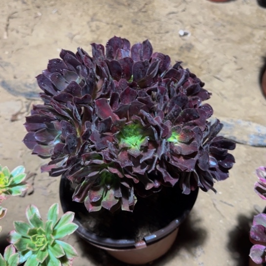 花纳掐心9.9多肉植物