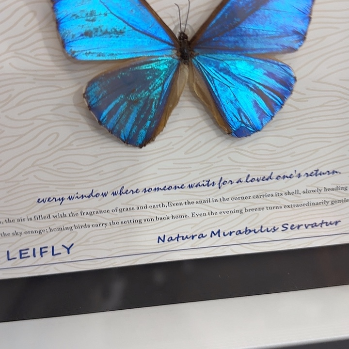 S***o蝴蝶标本定制165@