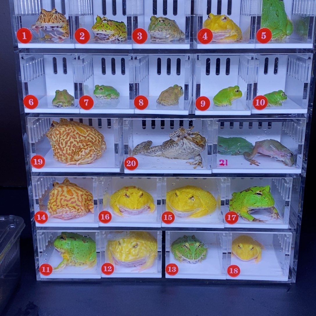 ****三角蛙角蛙3-10cm闪购专享链接