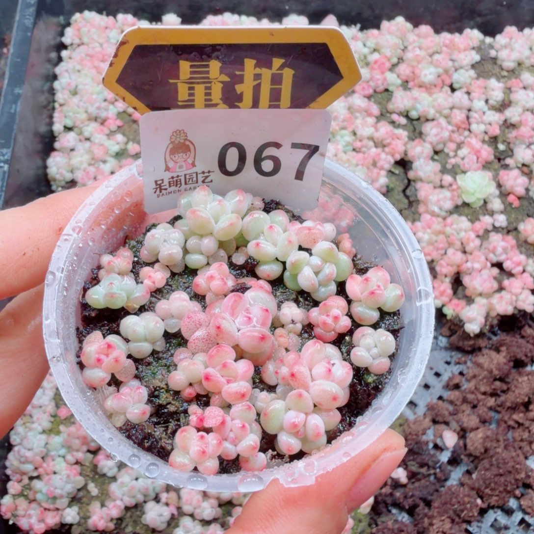 多肉植物多肉植物