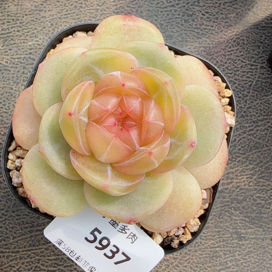 黄珍妮，5937多肉植物