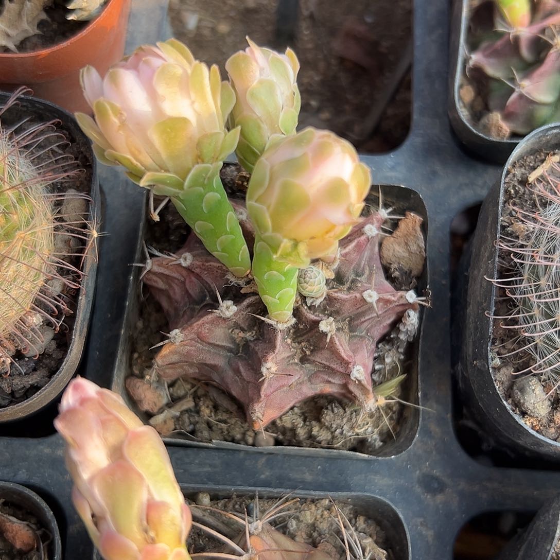 多肉植物肋骨牡丹