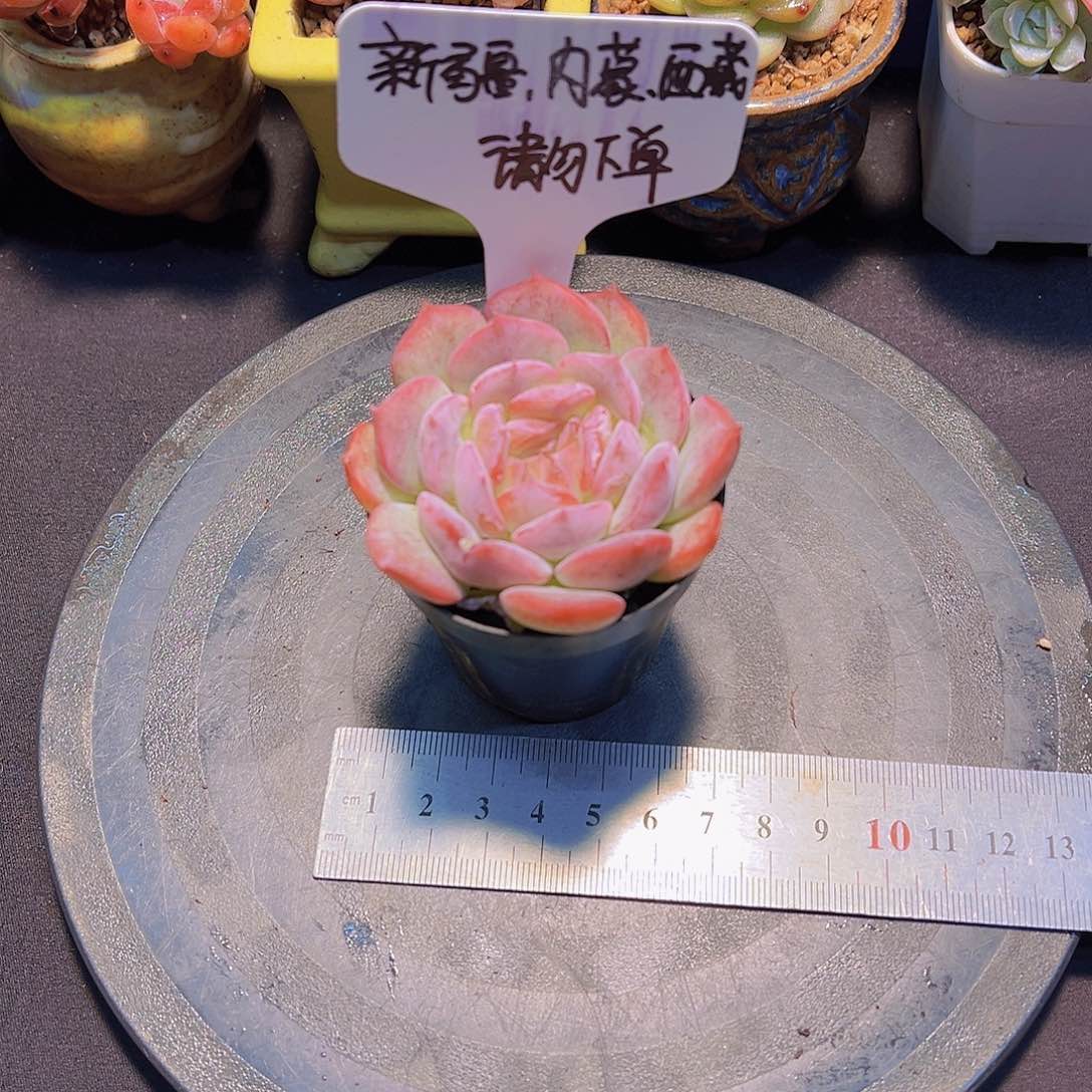 新品，带盆发货……