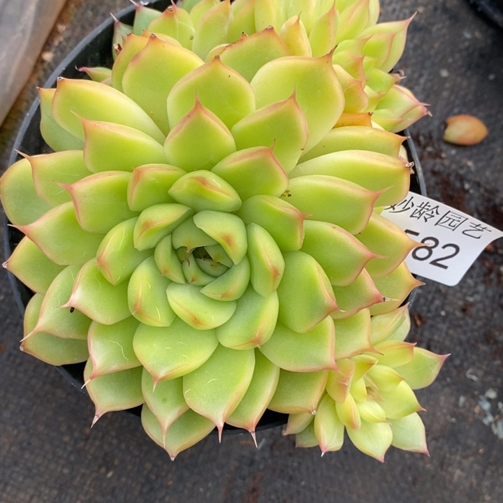 582杂交老桩基地～12厘米