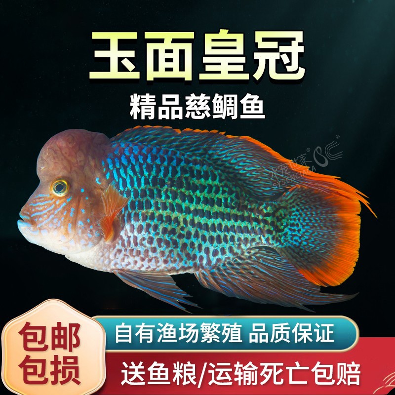 玉面皇冠鱼起头红尾皇冠鱼三湖慈鲷鱼蓝面财神鱼热带观赏鱼罗汉鱼