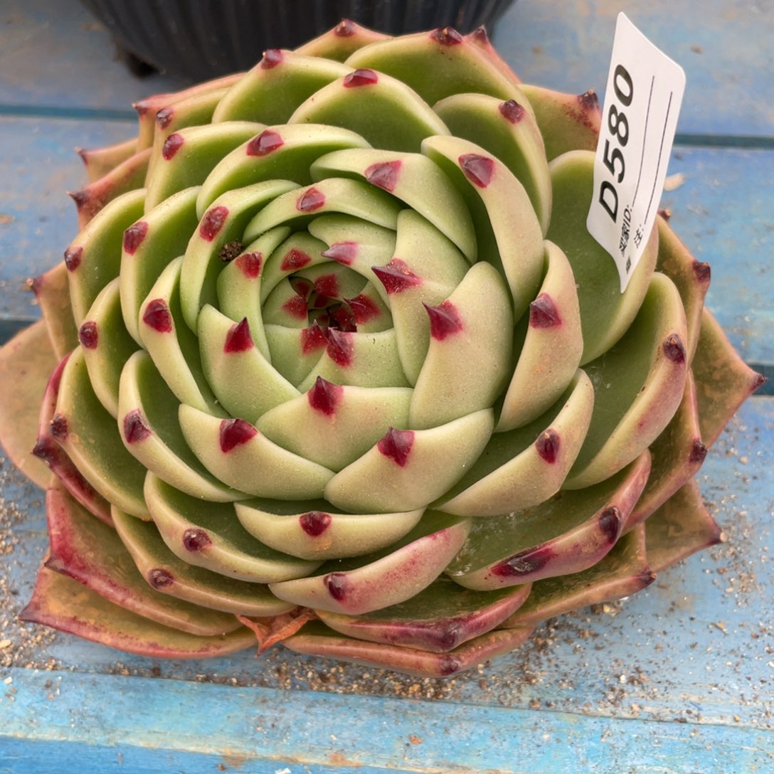 无花朵若如东云单拍D580