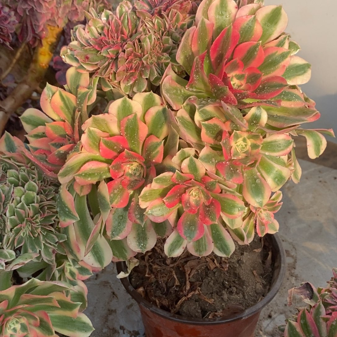 粉女巫多肉1颗多肉