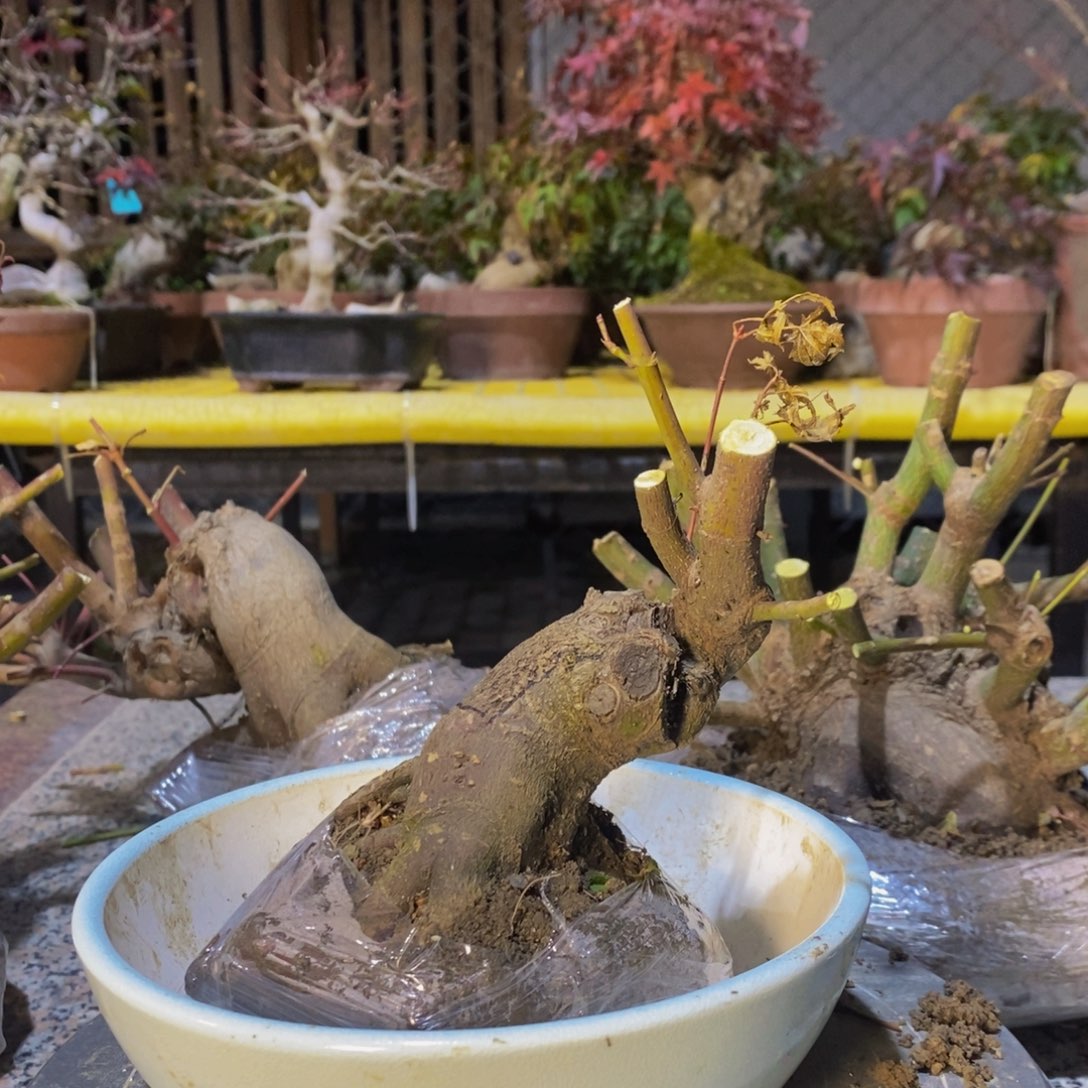 无花朵@*风枫树山红叶