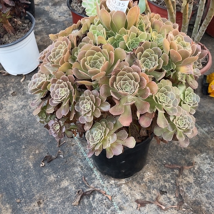 035荷兰玫瑰多肉法师