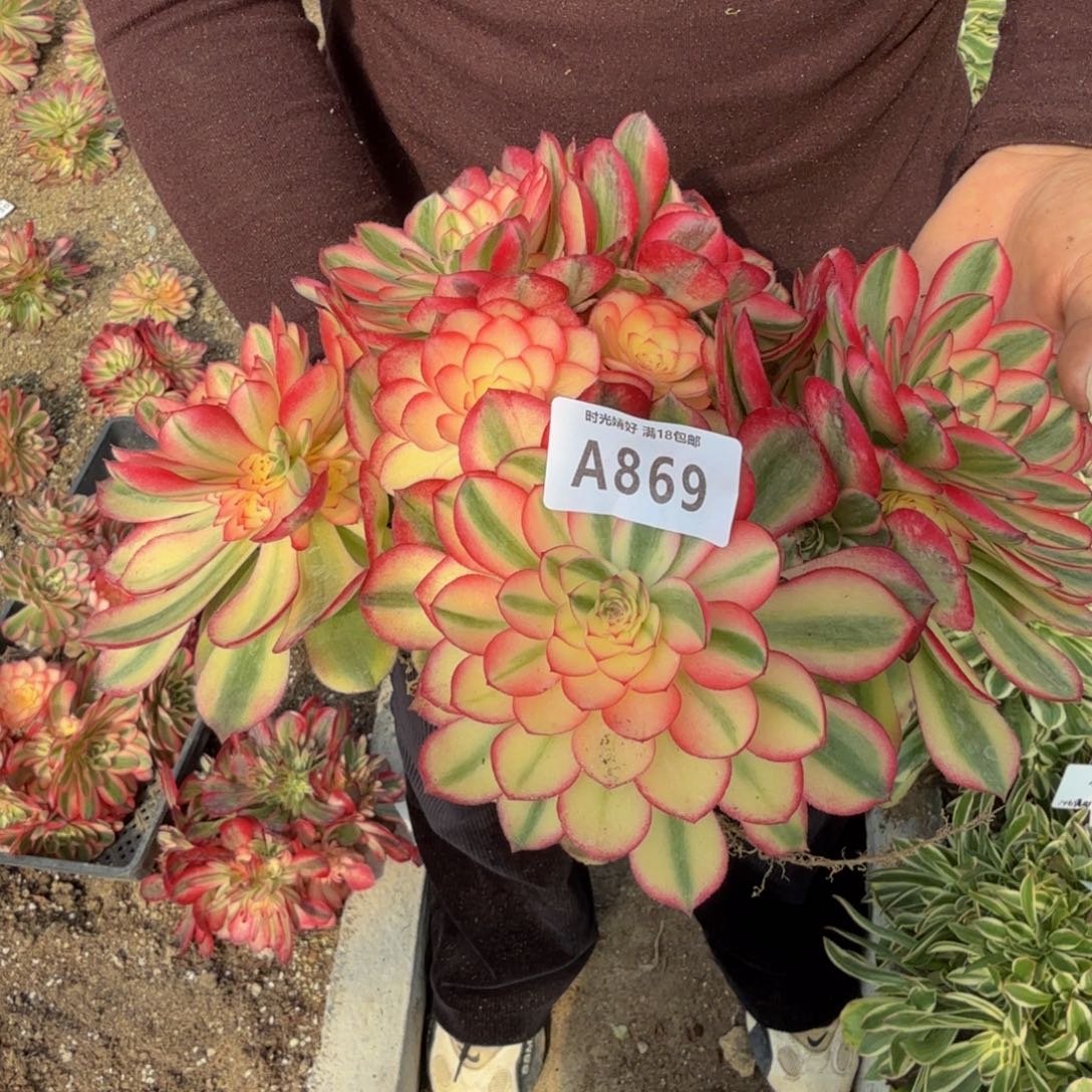 869荔枝。多肉植物