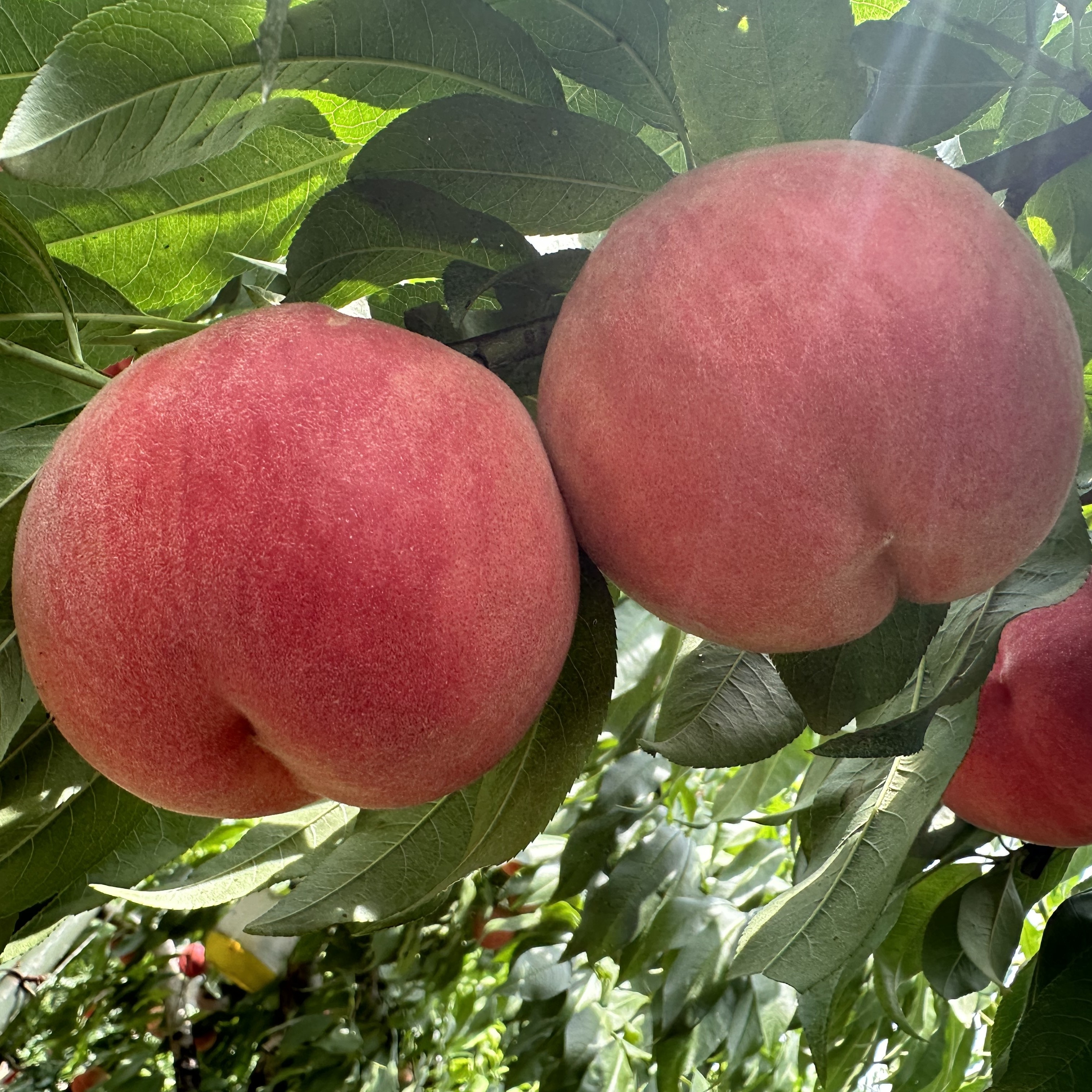 中果桃之源霞晖10号桃树苗10株