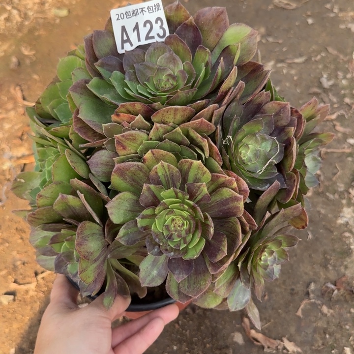 花月夜……多肉植物……