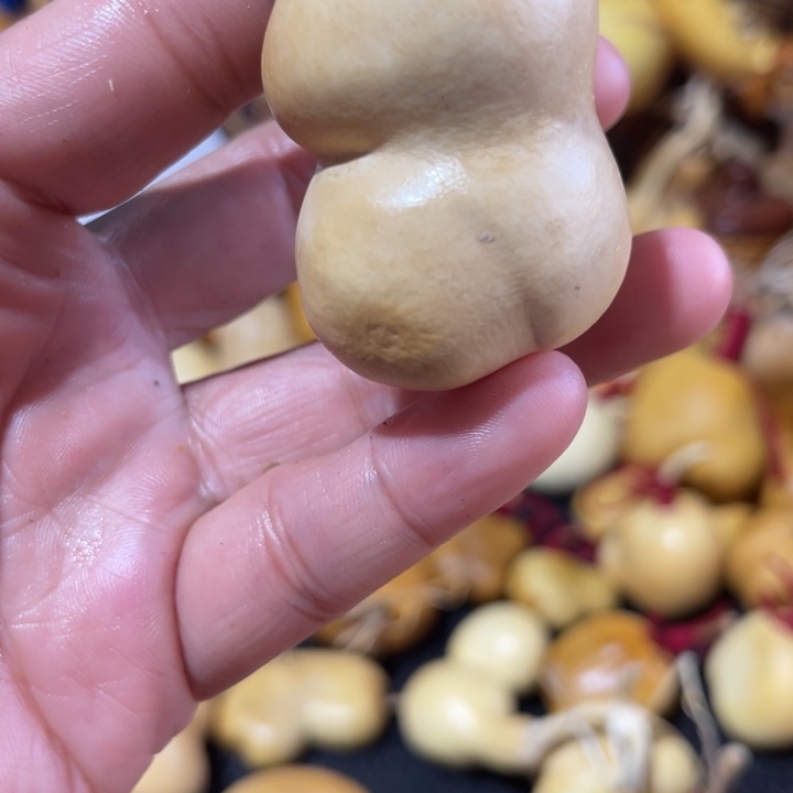 是***呀葫芦哈哈哈哈哈哈哈哈