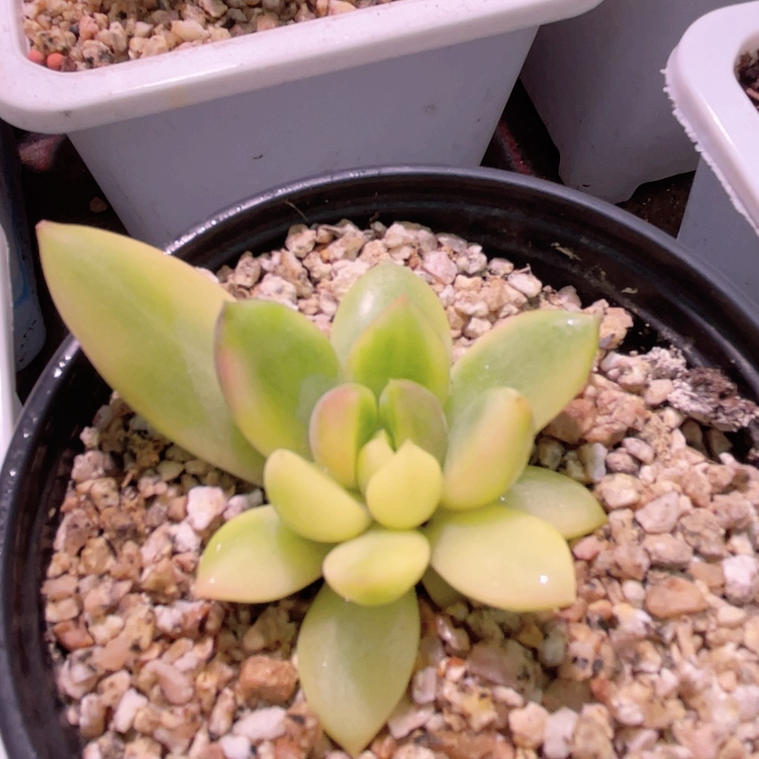 尚品特价红象牙锦底座