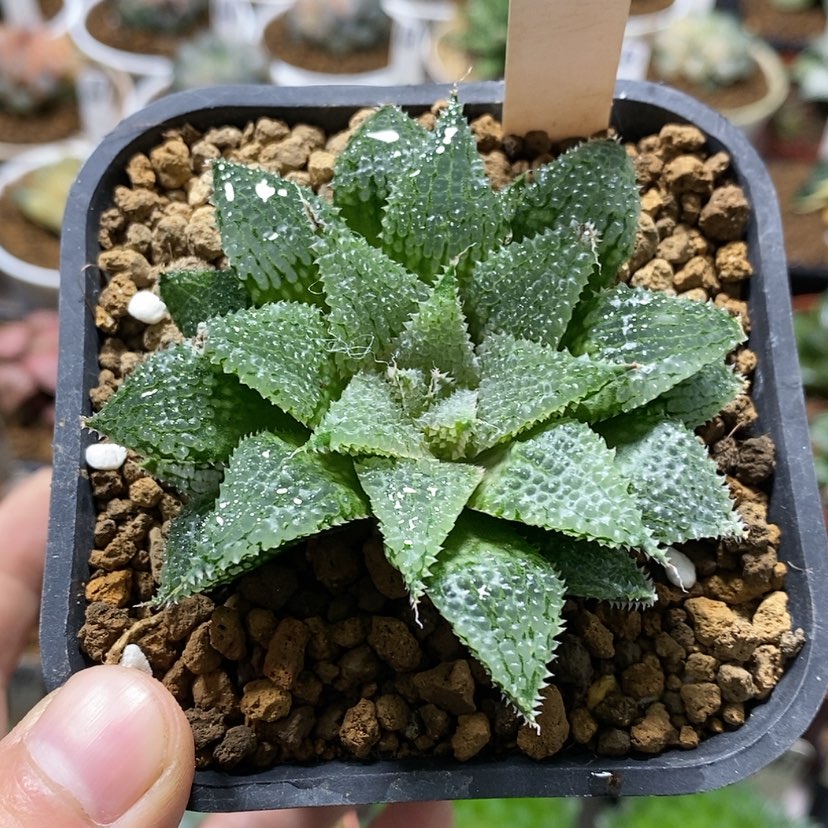 【闪购商品】10莫瑞莎