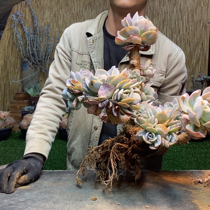 w***874 号白凤多肉植物