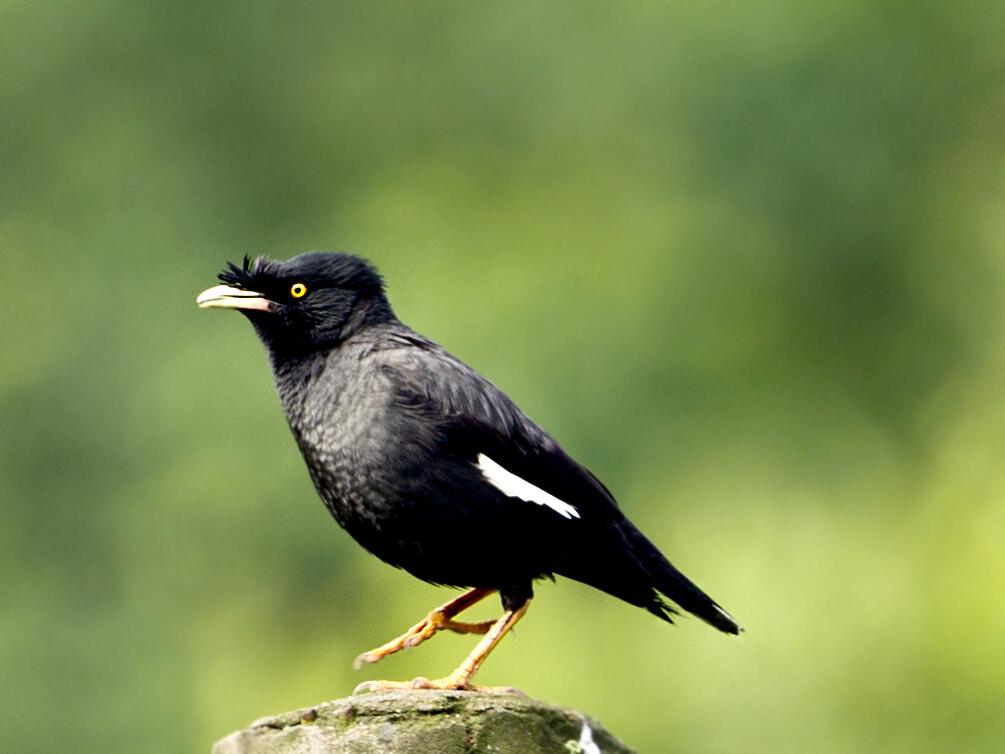 30天黑八学吃幼鸟