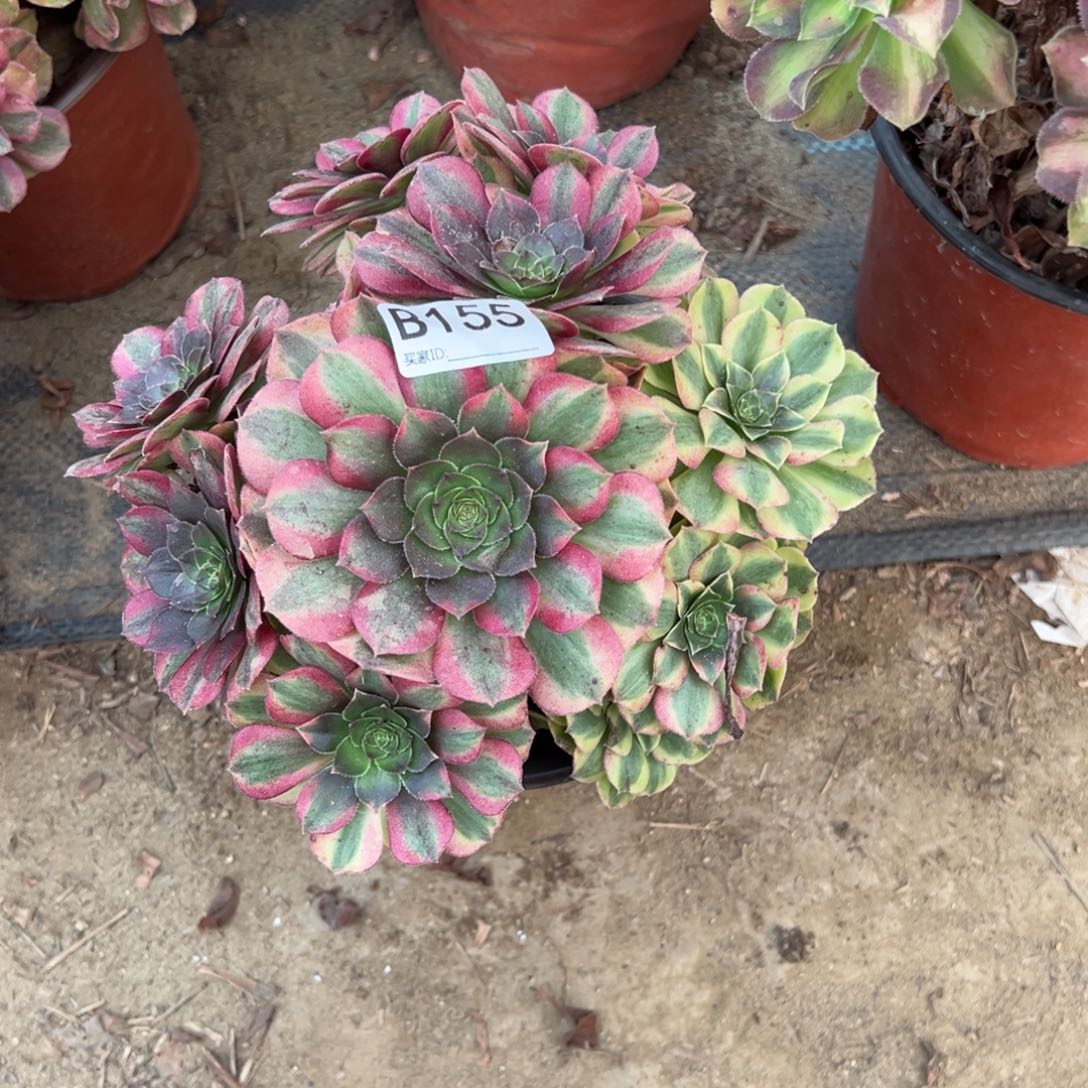 易***郭155雨荷多肉植物法师多肉