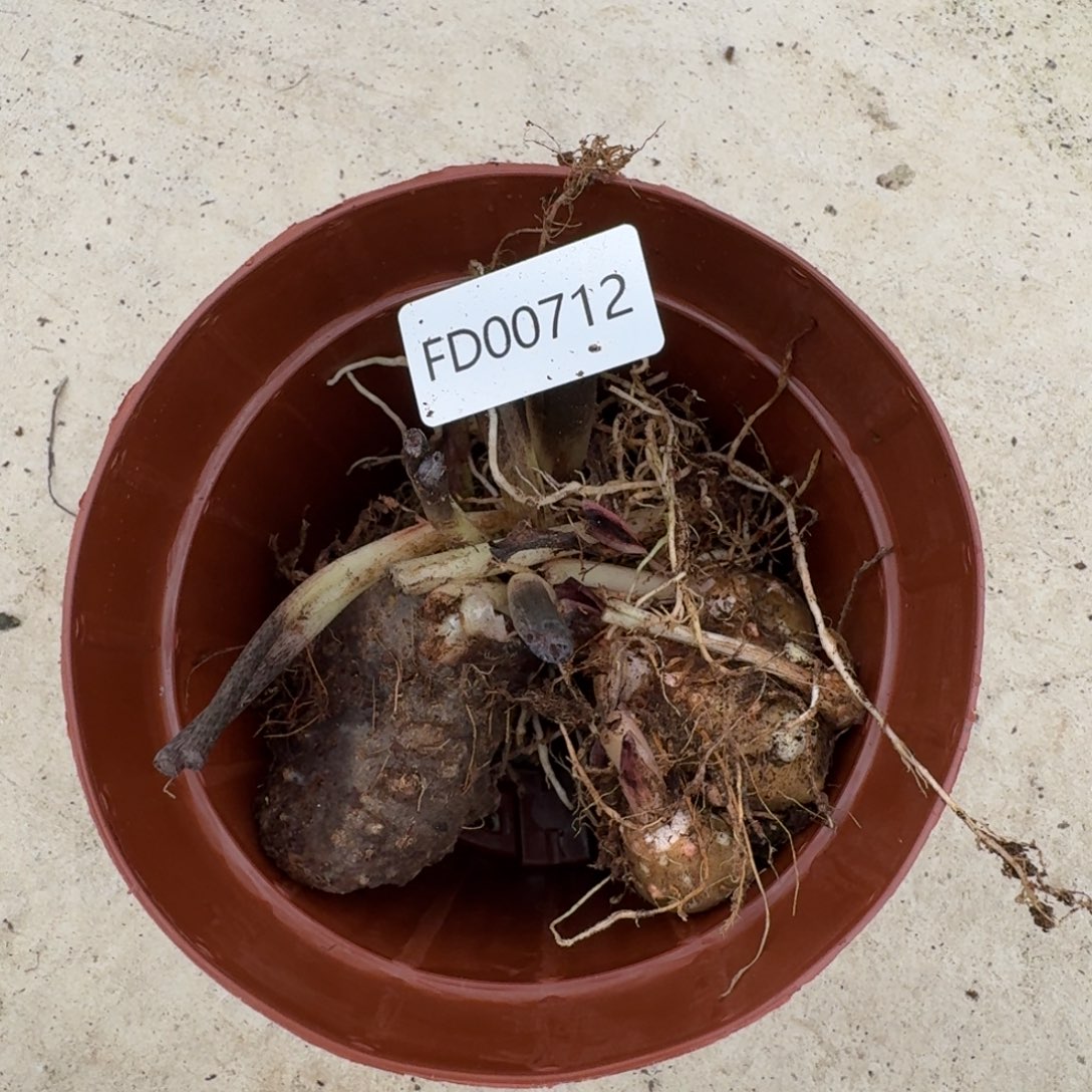 I****无花朵米兰球，红桃A球，莫妮卡球-00712