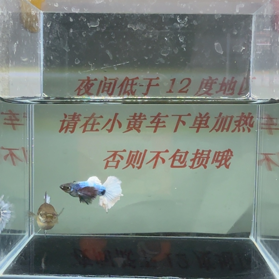 孔雀鱼玻璃猫孔雀鱼66