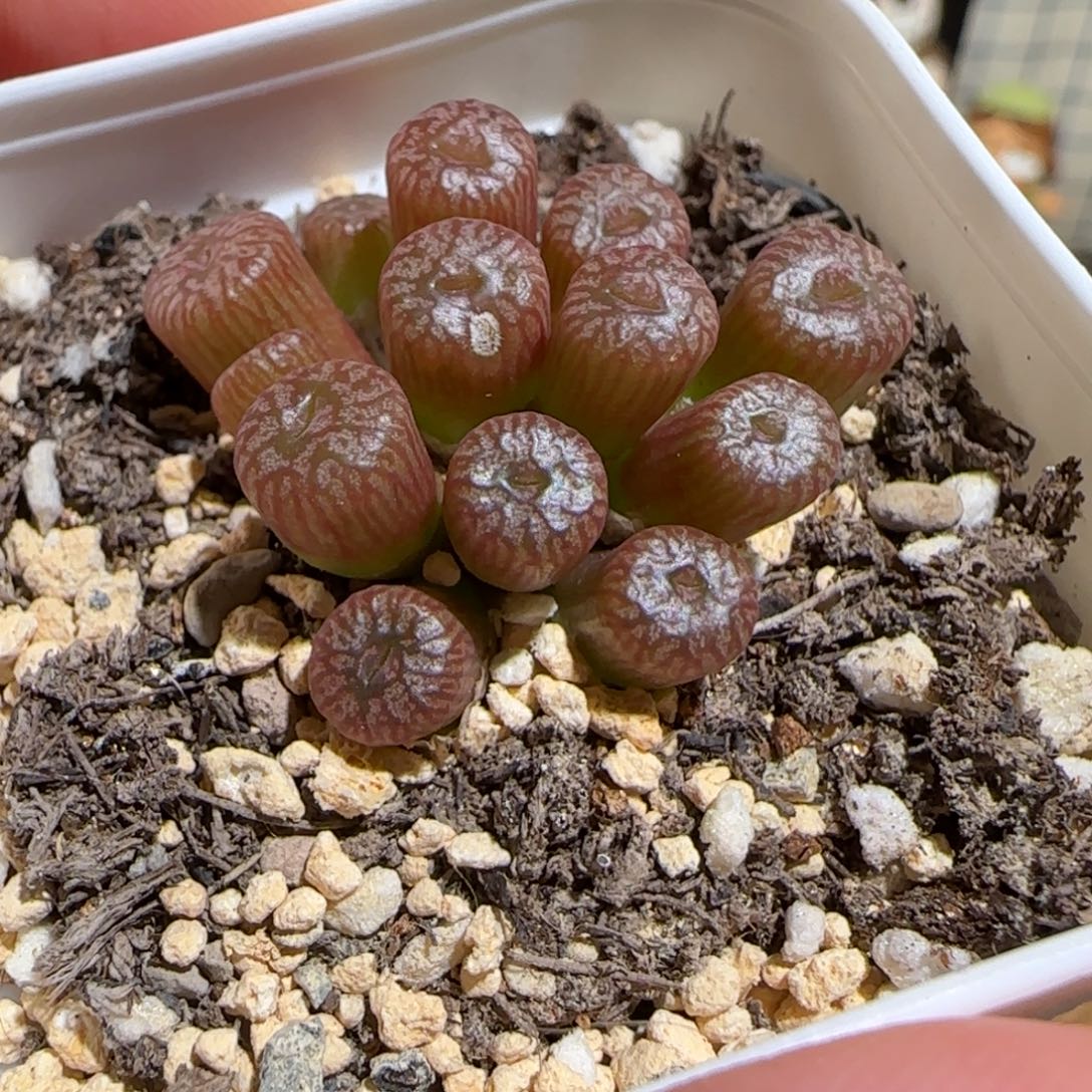 肉锥多肉植物组合-流水铜壶有疤1454