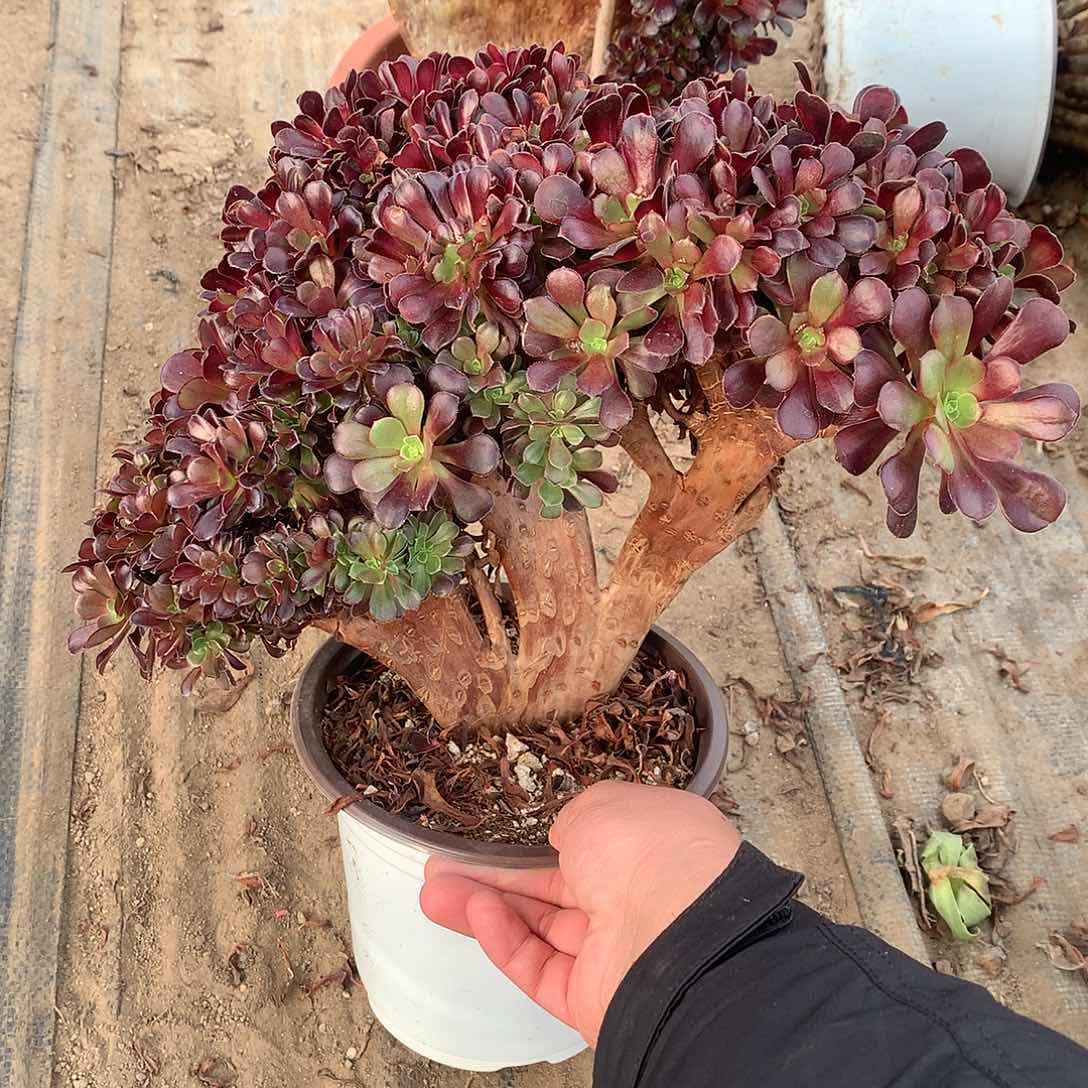 缀化朵朵欧紫缀化