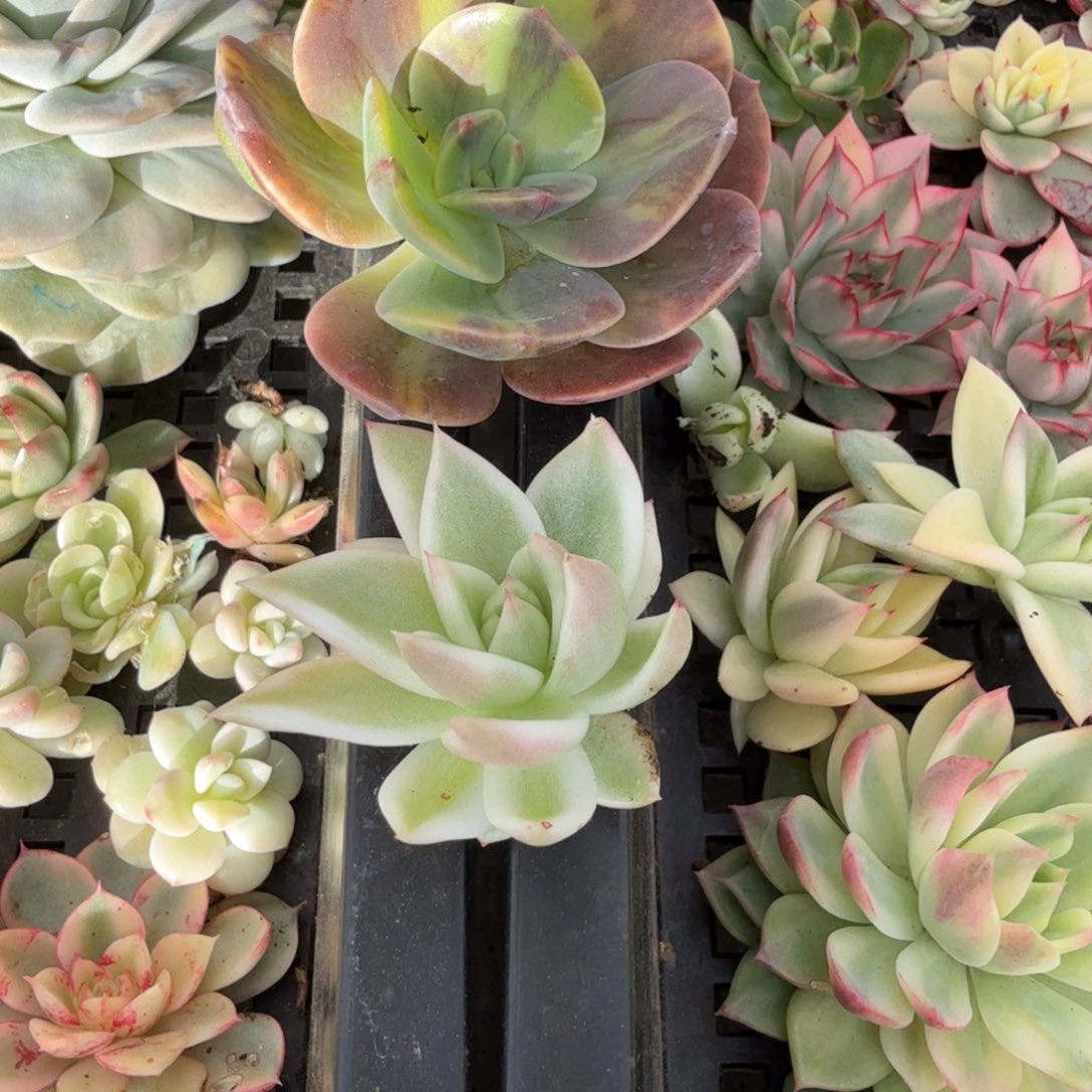 左***纯雪白，无名上占木 安吉园艺