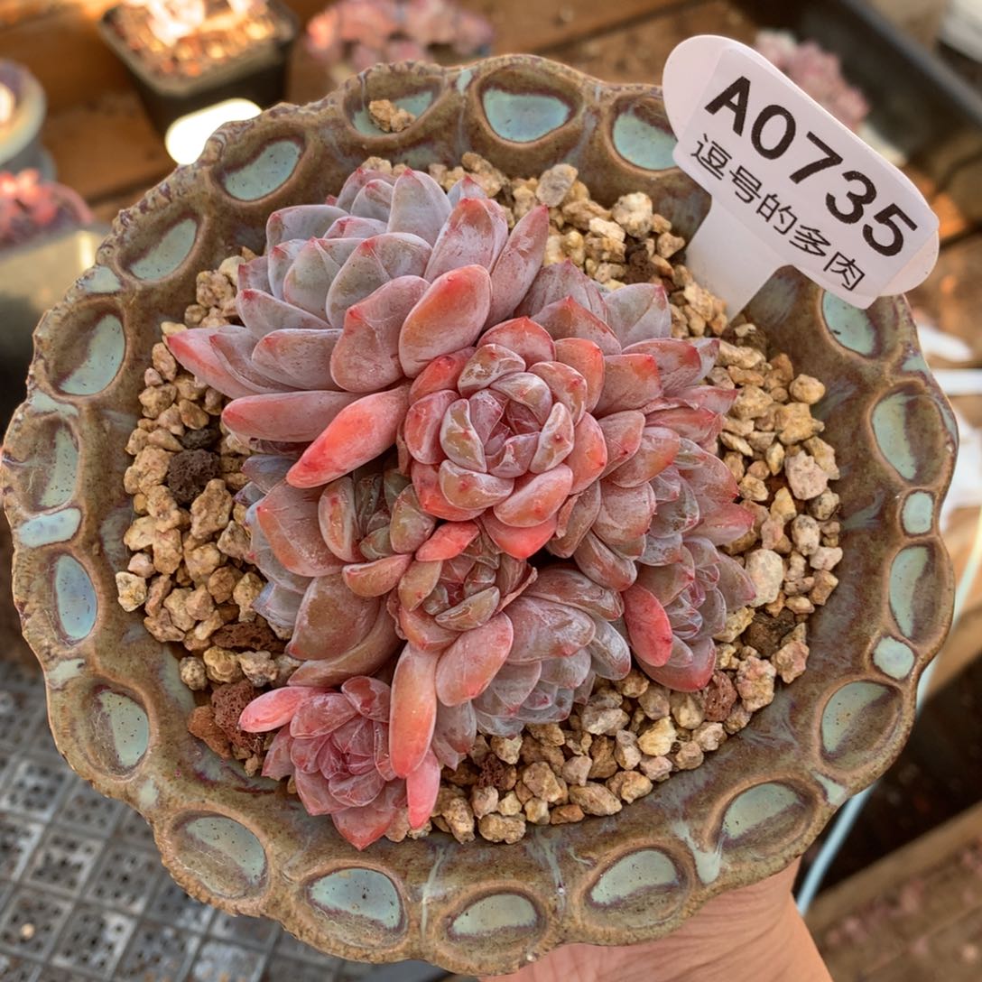 A0735 橙梦露老桩 有砍 9.5cm