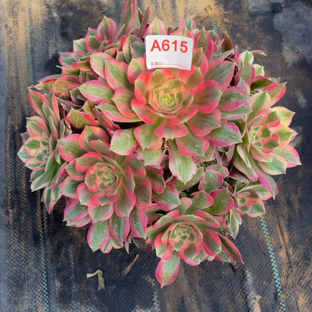 精品法师多肉粉女郎615