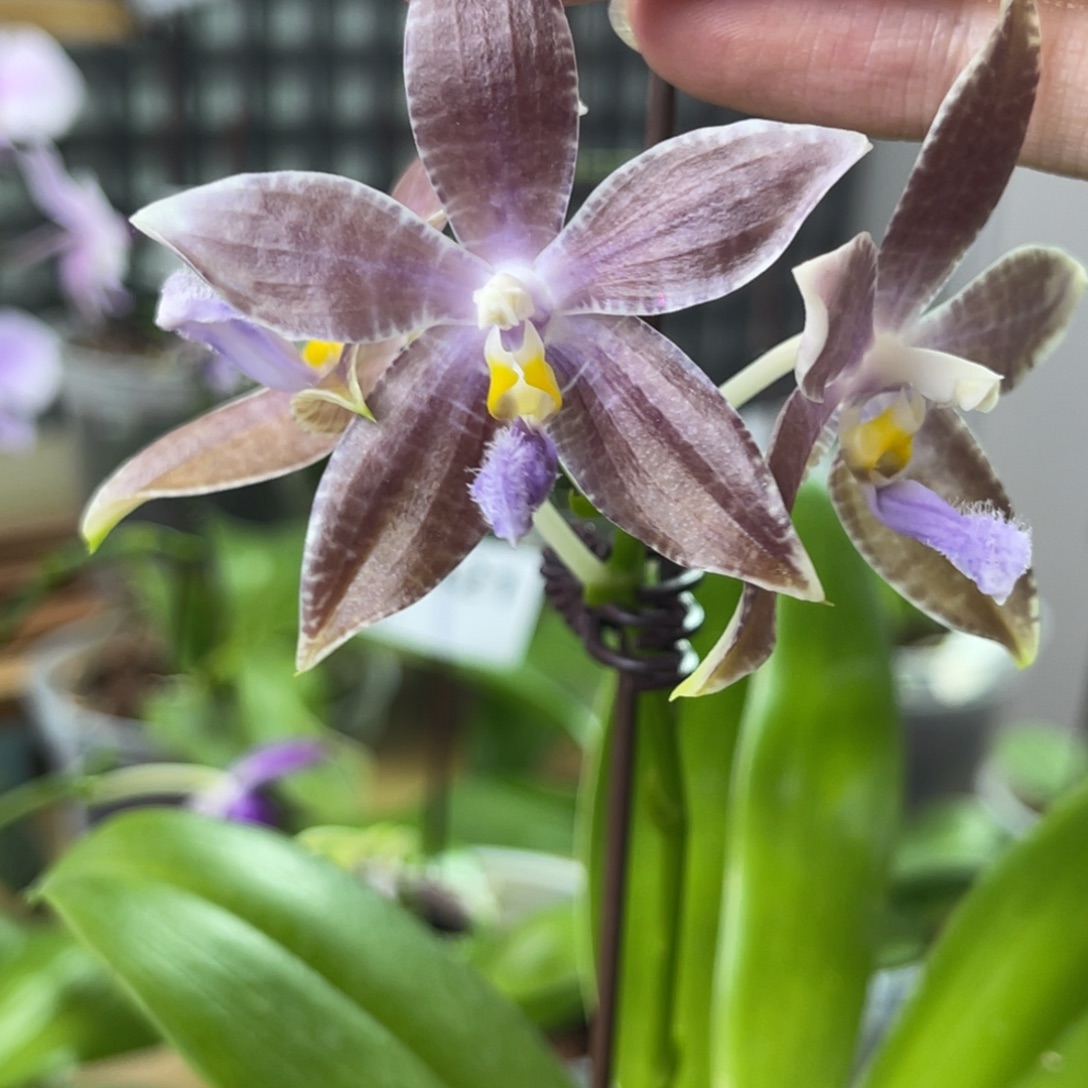 完全开放蓝盾路帝-1420